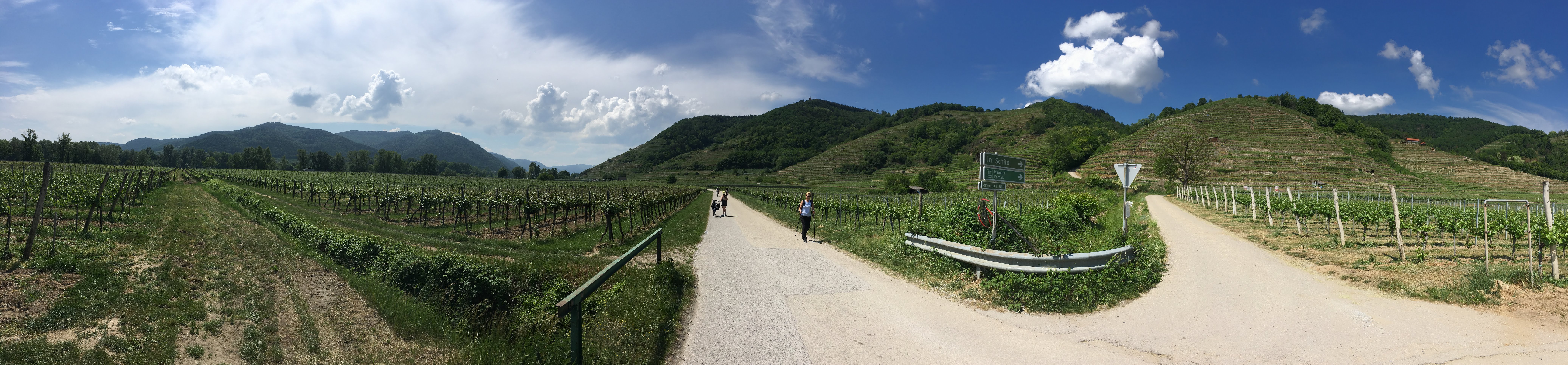 The Vineyards of Wachau Valley